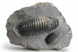 Crotalocephalina Trilobite With Reedops - Atchana, Morocco #226588-1